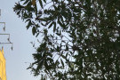 Сурәт - 11 